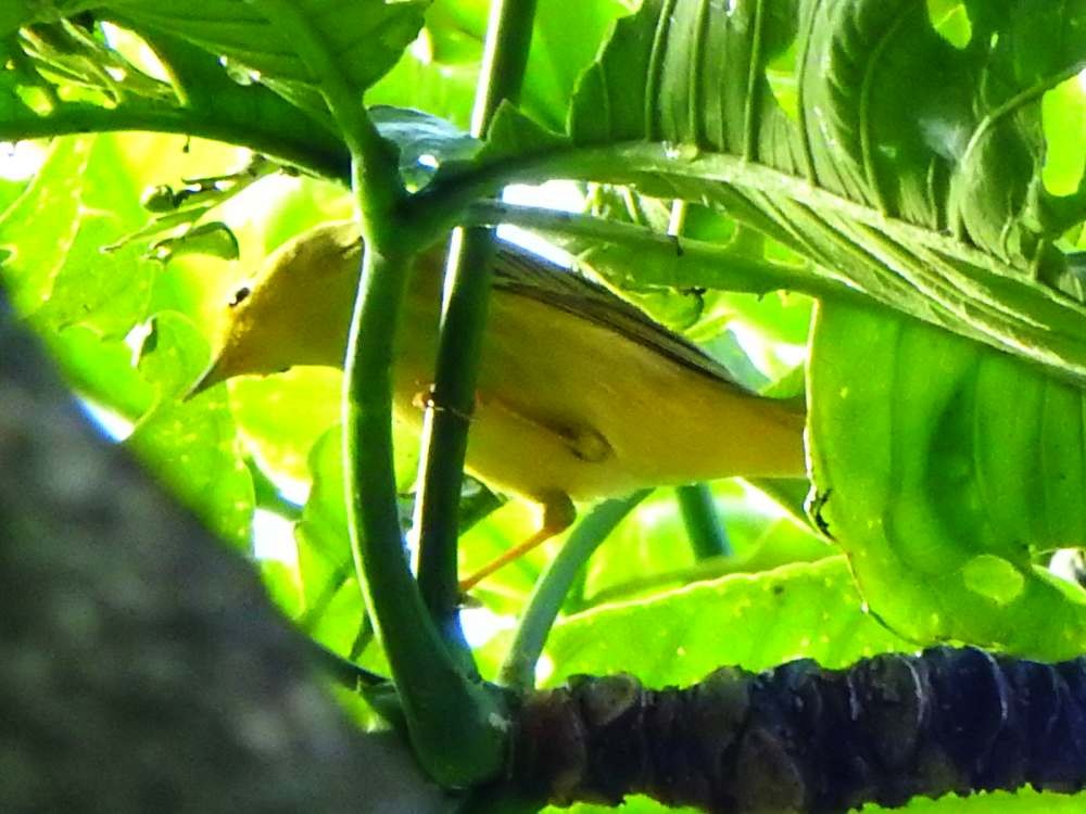 Yellow Warbler (Northern) - ML643890521