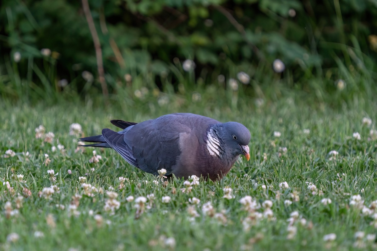 Common Wood-Pigeon - ML643890522