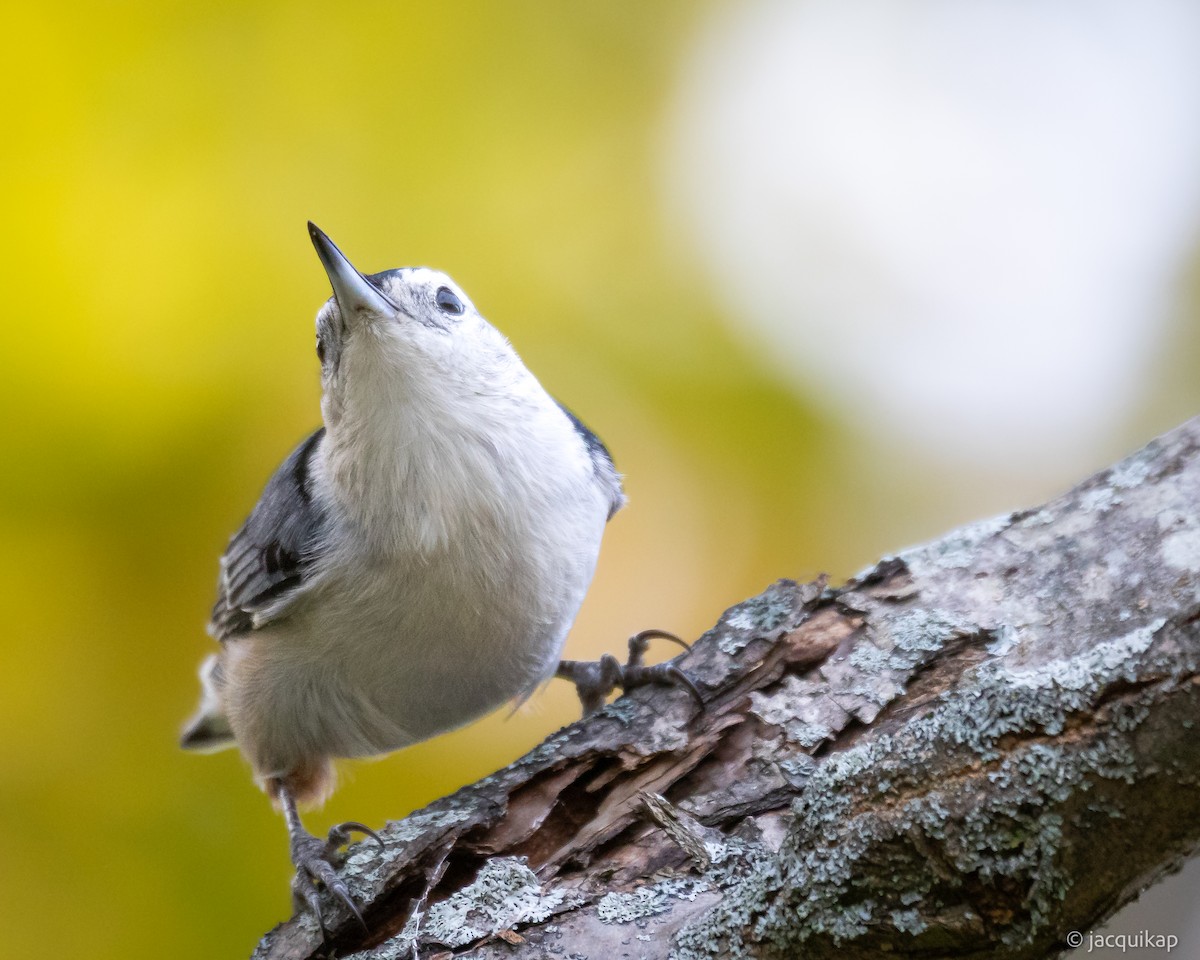 White-breasted Nuthatch - ML643890524
