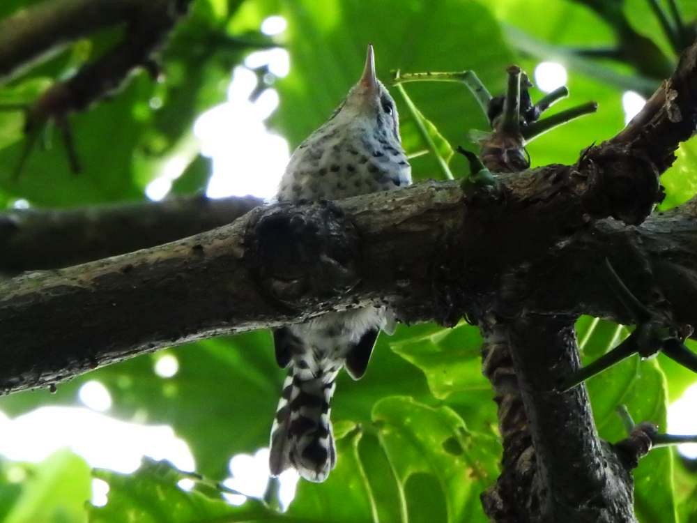 Stripe-backed Wren - ML643890539