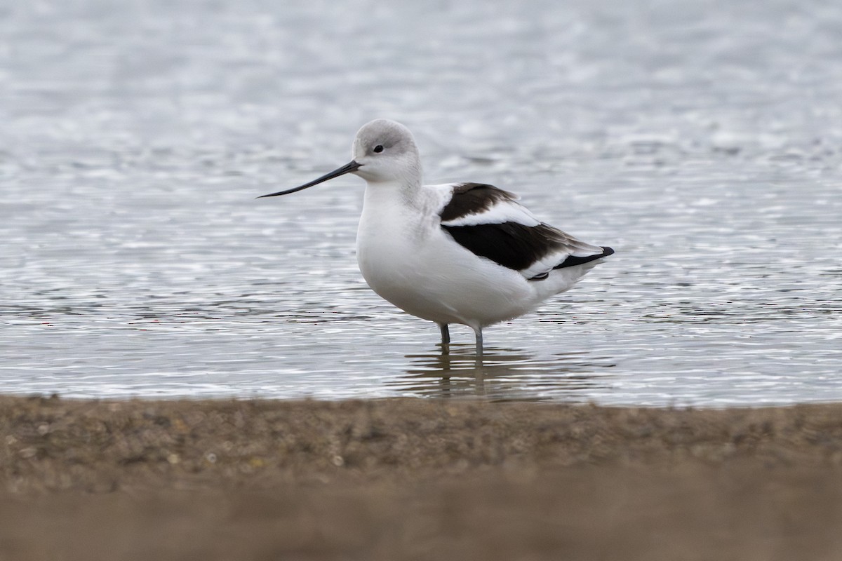 Avocette d'Amérique - ML643890545