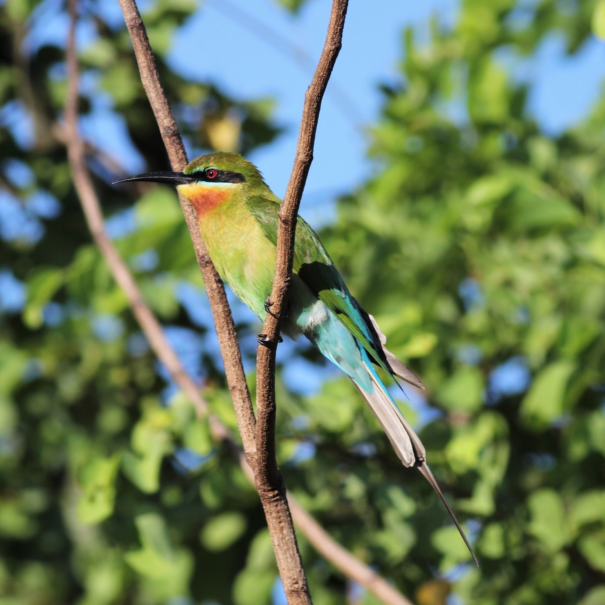 Blue-tailed Bee-eater - ML643890547