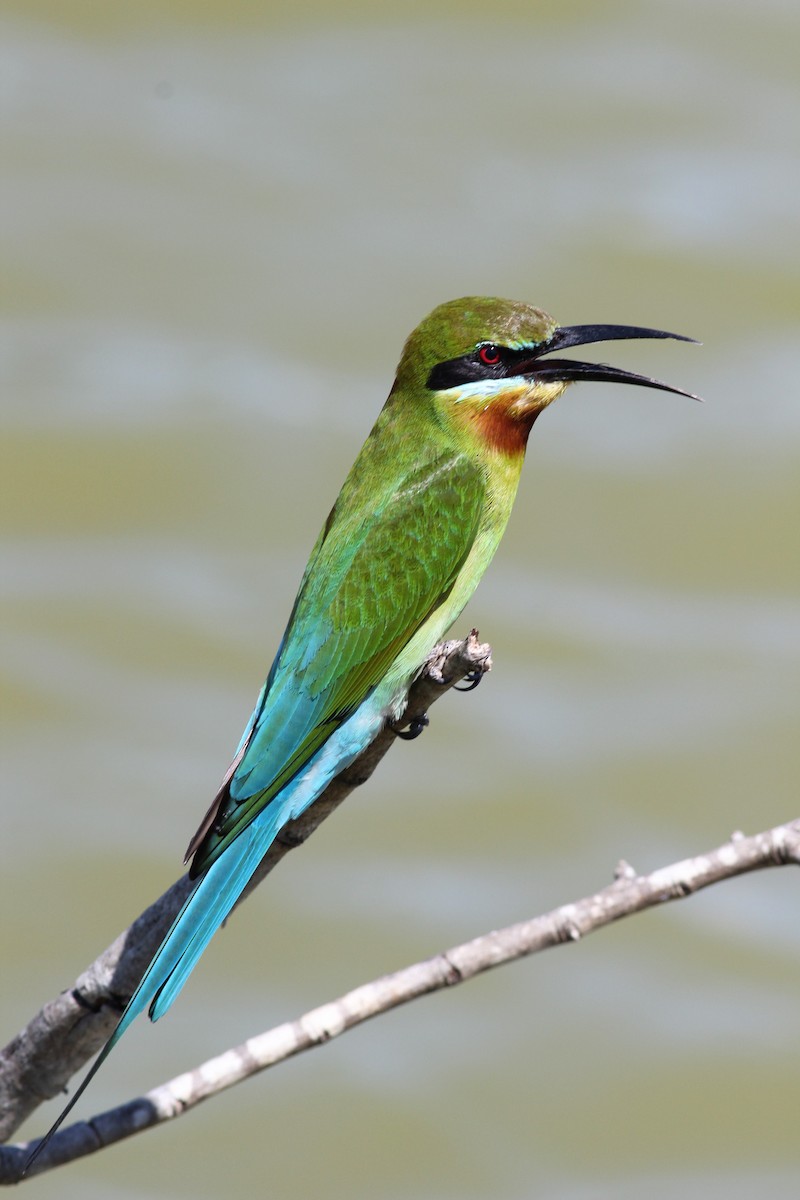 Blue-tailed Bee-eater - ML643890548