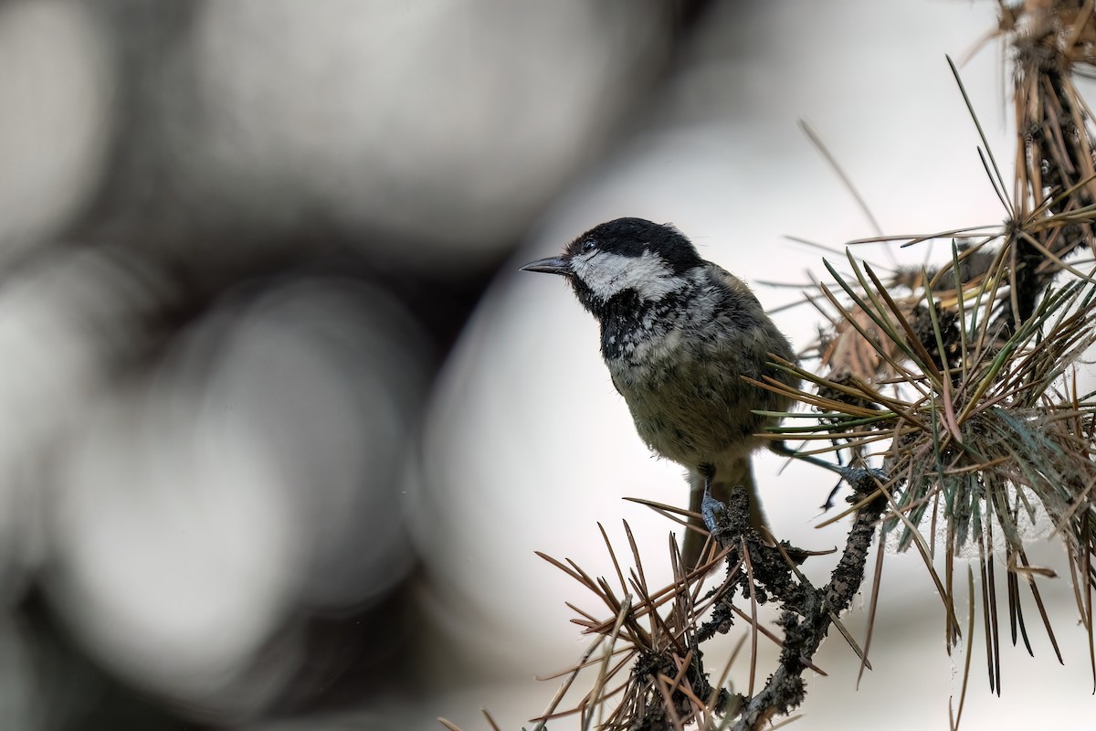 Coal Tit - ML643890553
