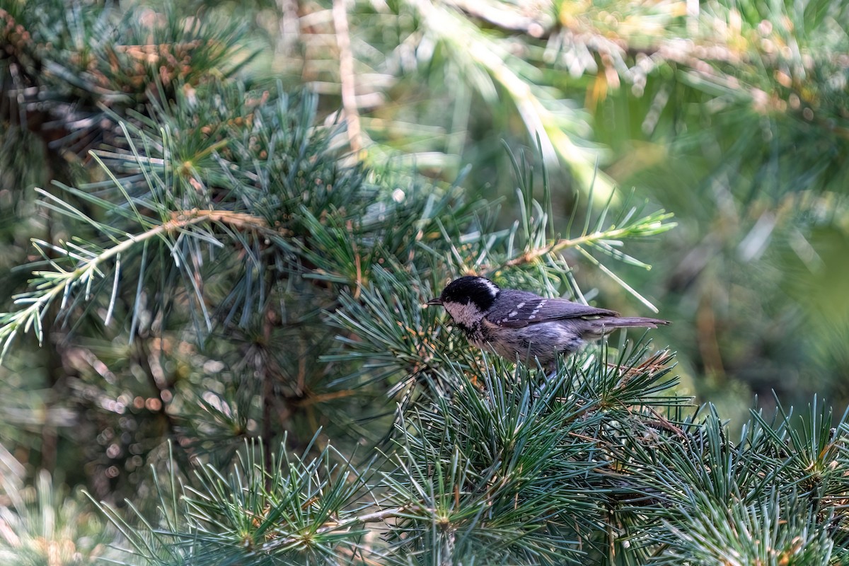 Coal Tit - ML643890554