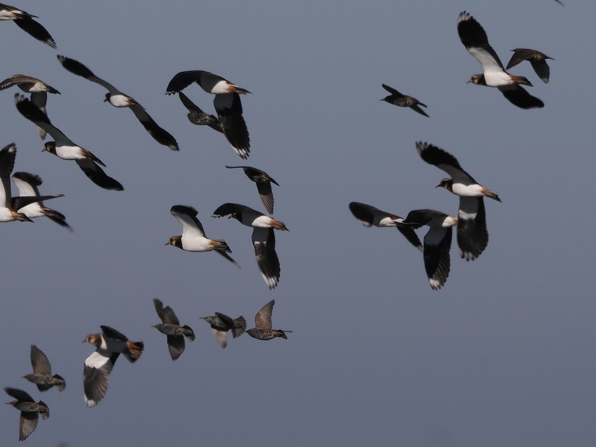 Northern Lapwing - ML643890558