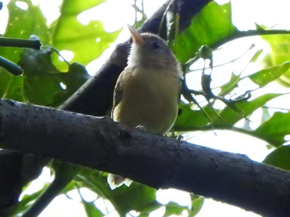 Golden-fronted Greenlet - ML643890565