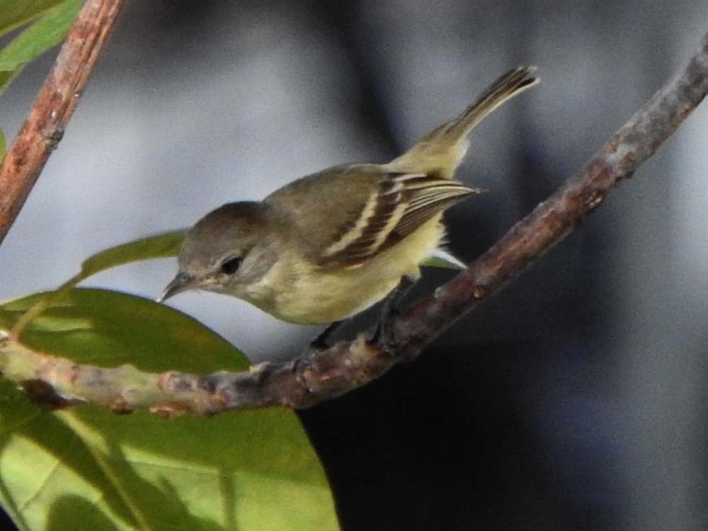 Southern Beardless-Tyrannulet - ML643890594