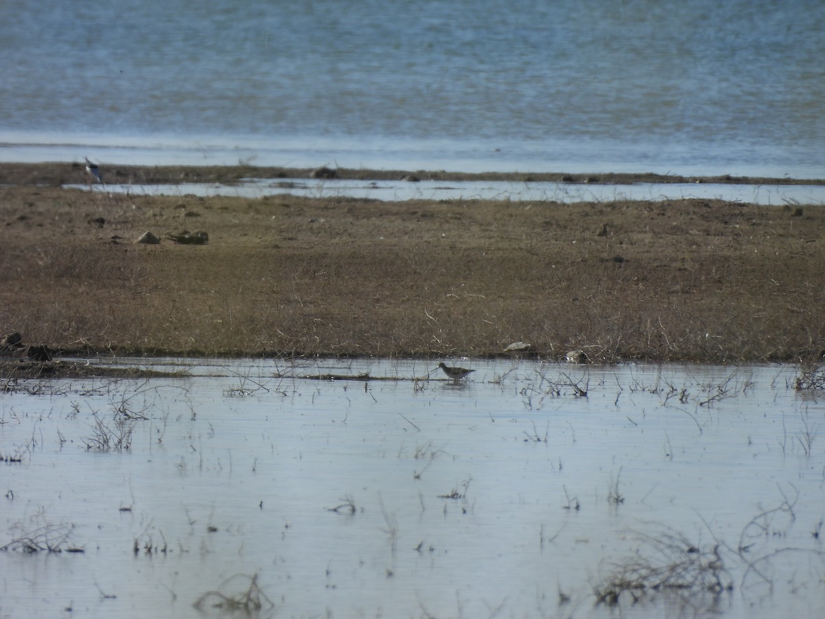Terek Sandpiper - ML643890598