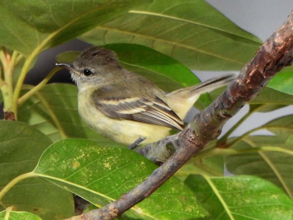 Southern Beardless-Tyrannulet - ML643890599