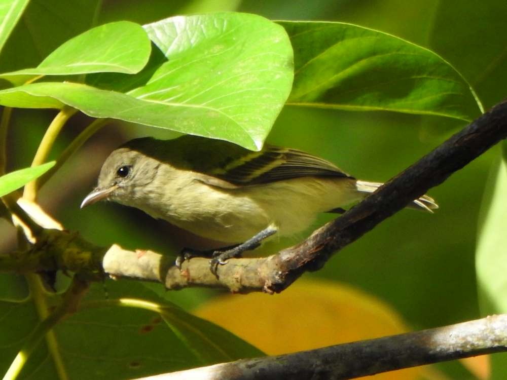 Southern Beardless-Tyrannulet - ML643890601