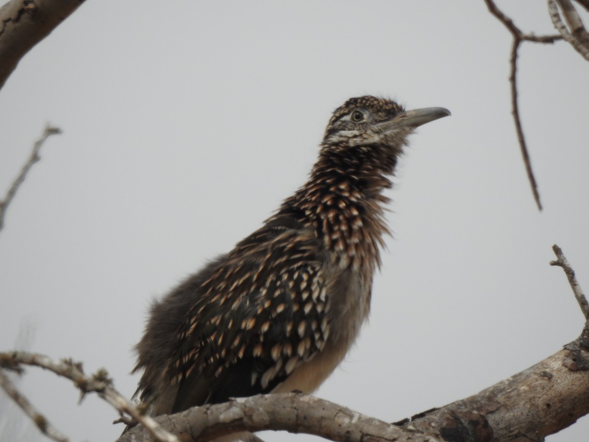 Greater Roadrunner - ML643890602