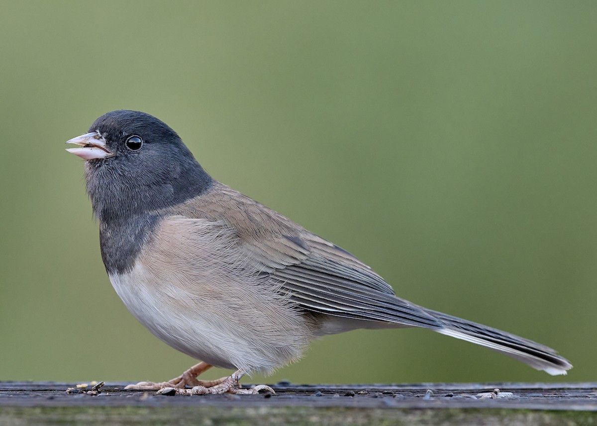Dark-eyed Junco (Oregon) - ML643890612