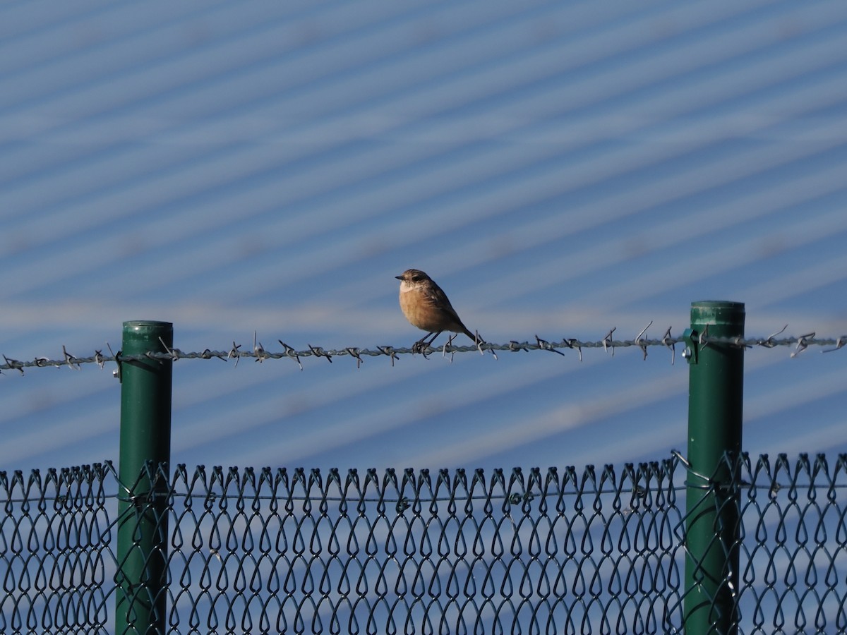 Whinchat - ML643890614