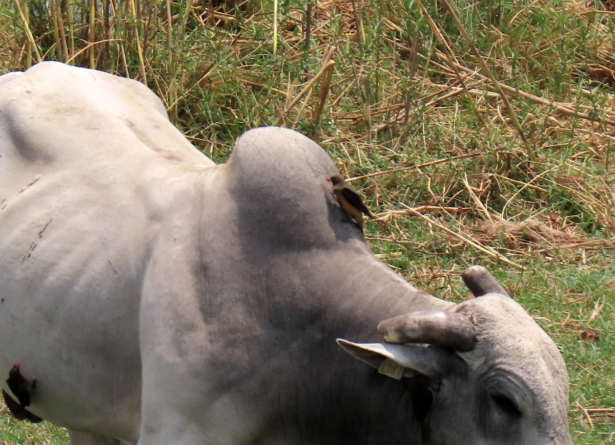 Yellow-billed Oxpecker - ML643890619