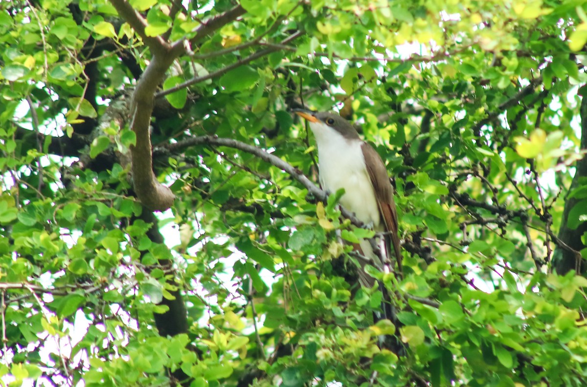 Yellow-billed Cuckoo - ML643890621