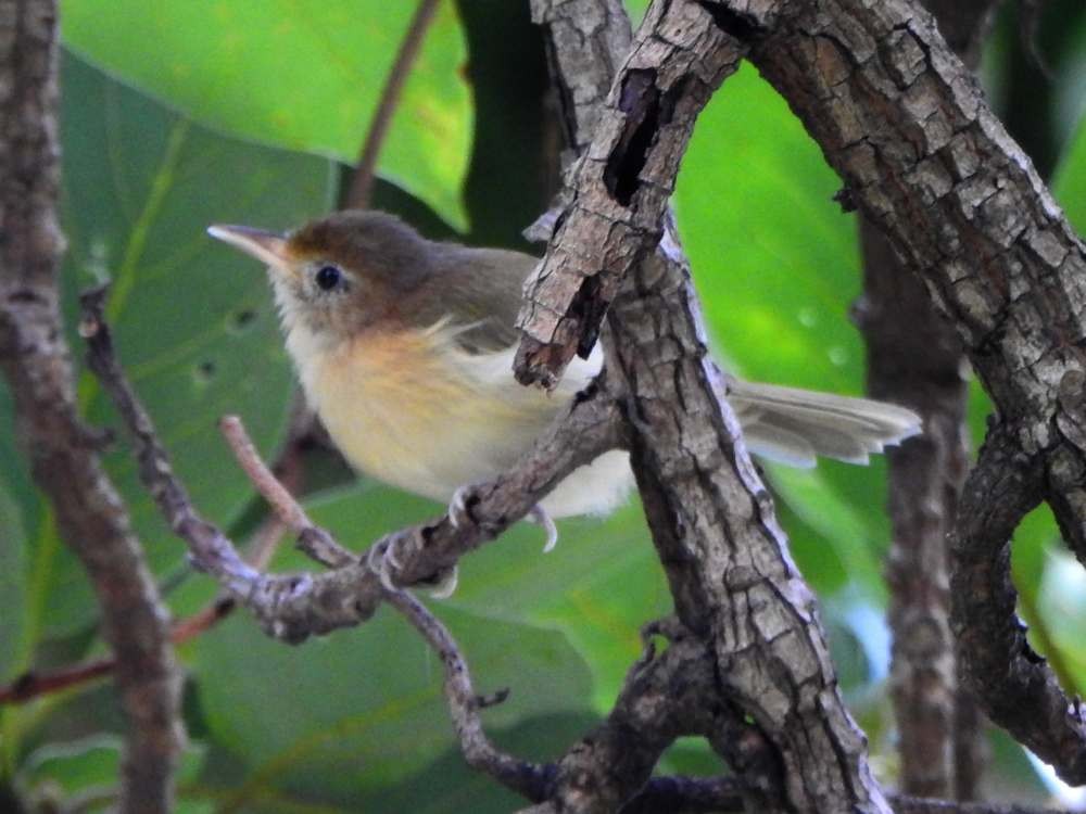Golden-fronted Greenlet - ML643890631