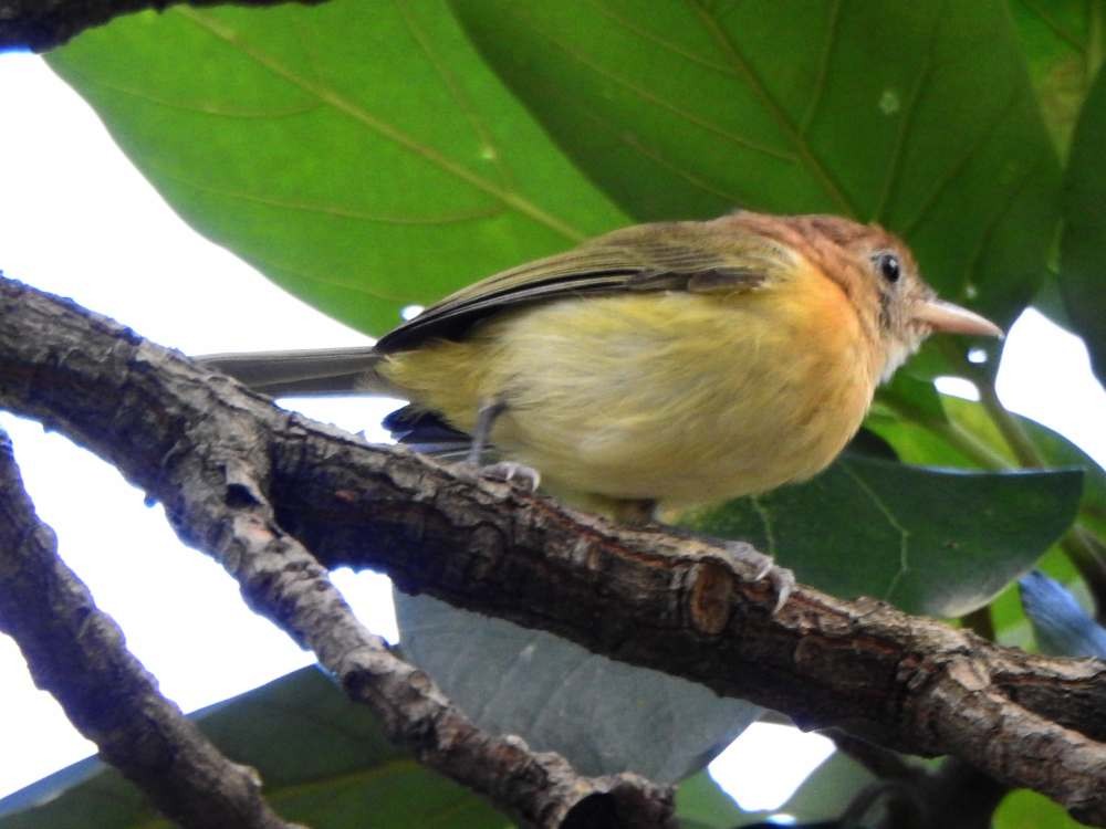 Golden-fronted Greenlet - ML643890633