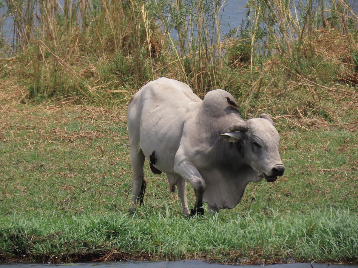 Yellow-billed Oxpecker - ML643890639