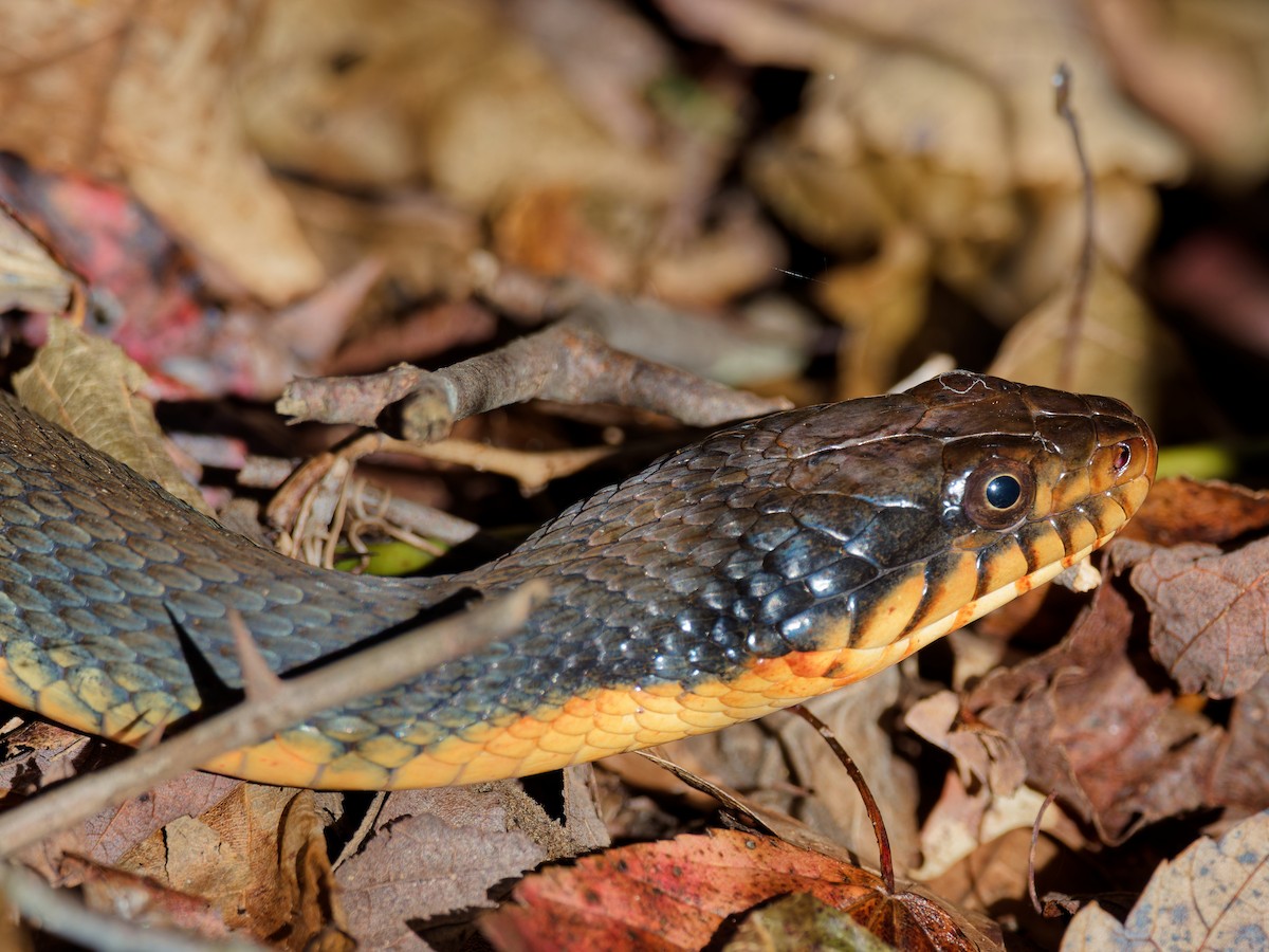 Plain-bellied Watersnake - ML643890644