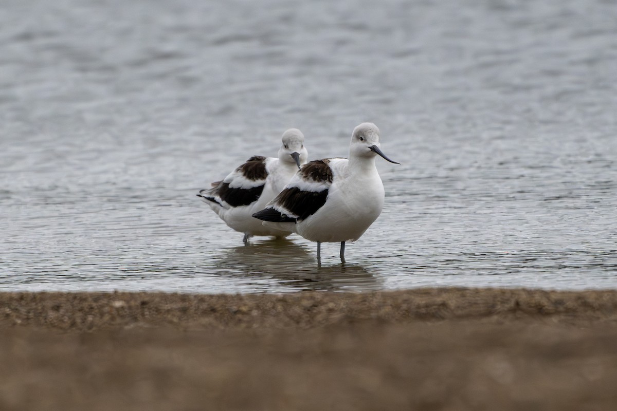 Avocette d'Amérique - ML643890650