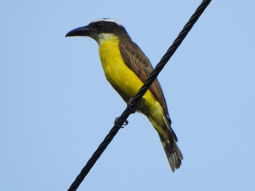 Boat-billed Flycatcher - ML643890651