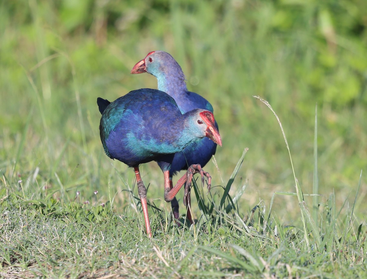 Uroilo urdin burugrisa - ML643890657