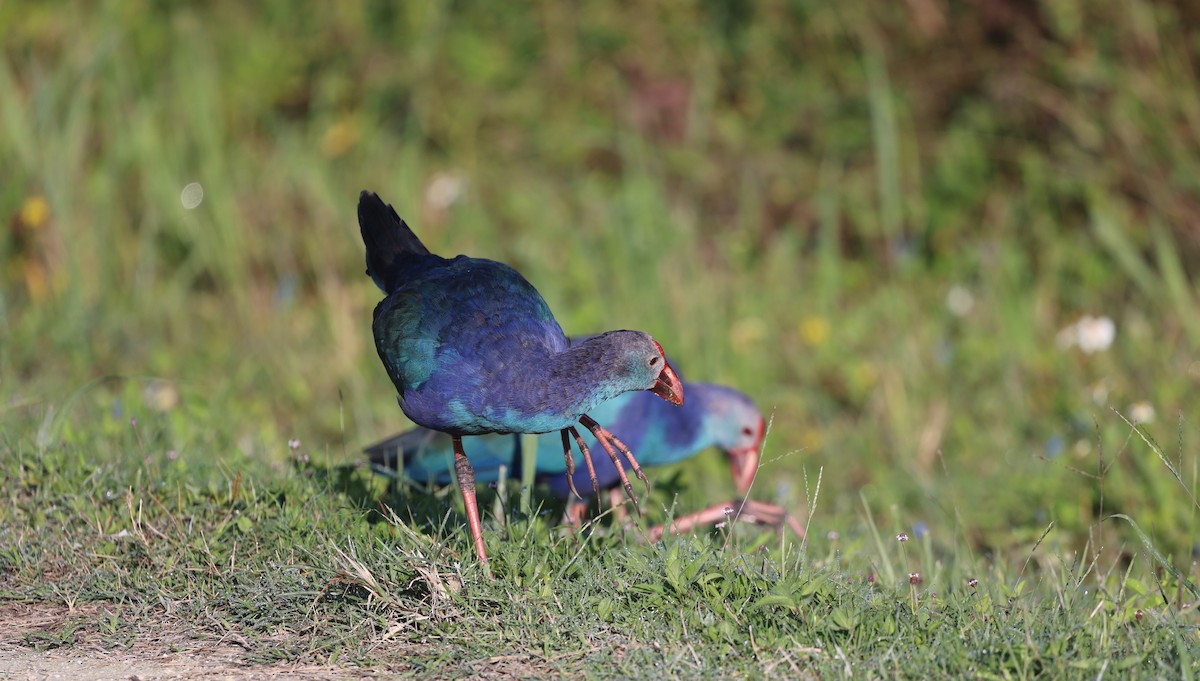 Uroilo urdin burugrisa - ML643890661