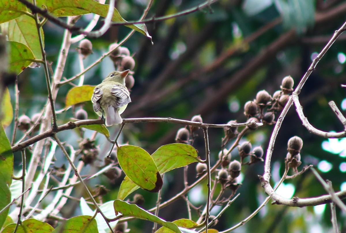 Acadian Flycatcher - ML643890668