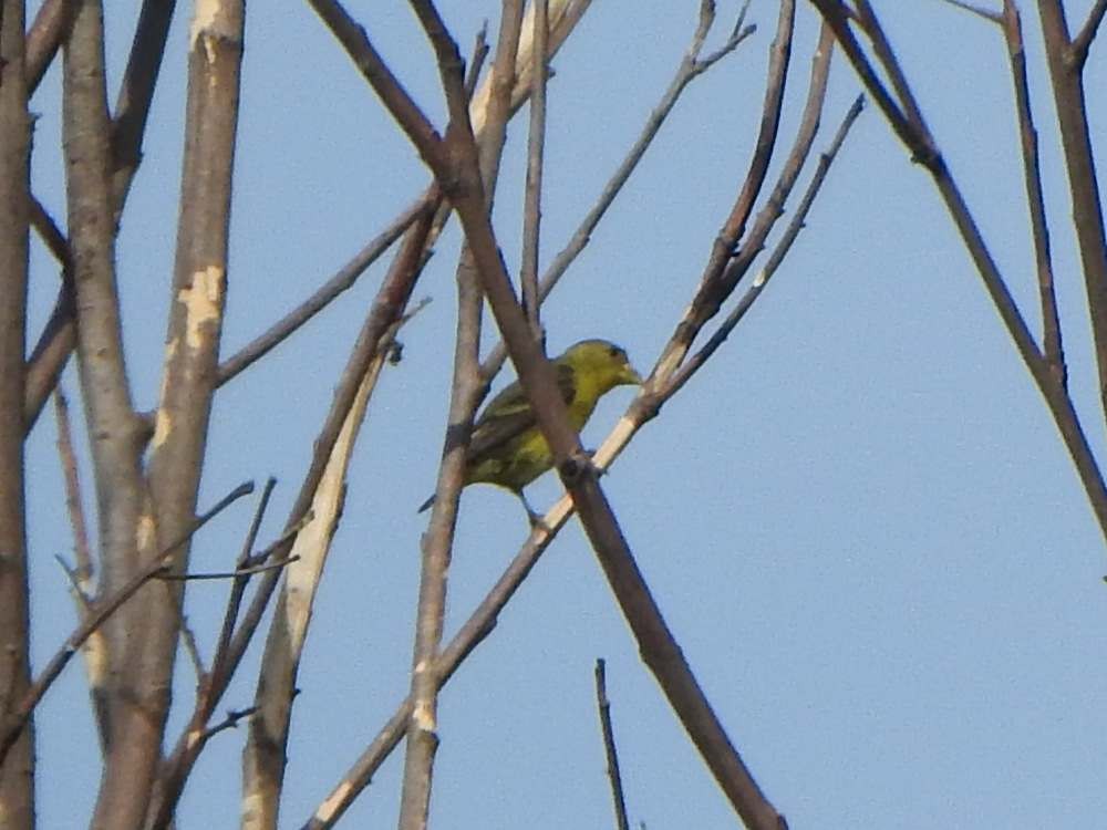 Lesser Goldfinch - ML643890671