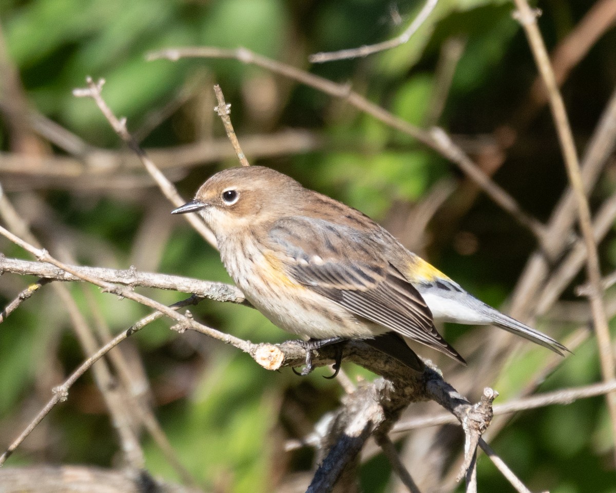 Yellow-rumped Warbler - ML643890674