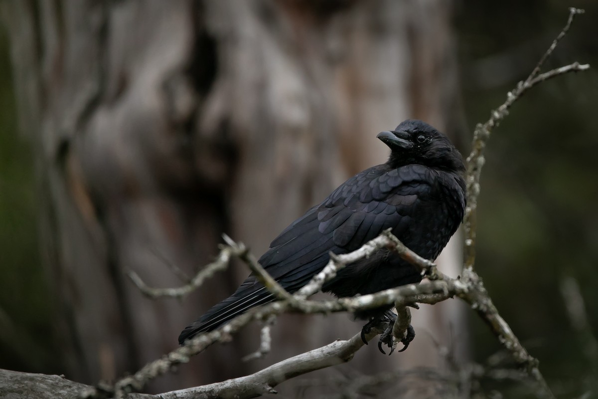 American Crow - ML643890682