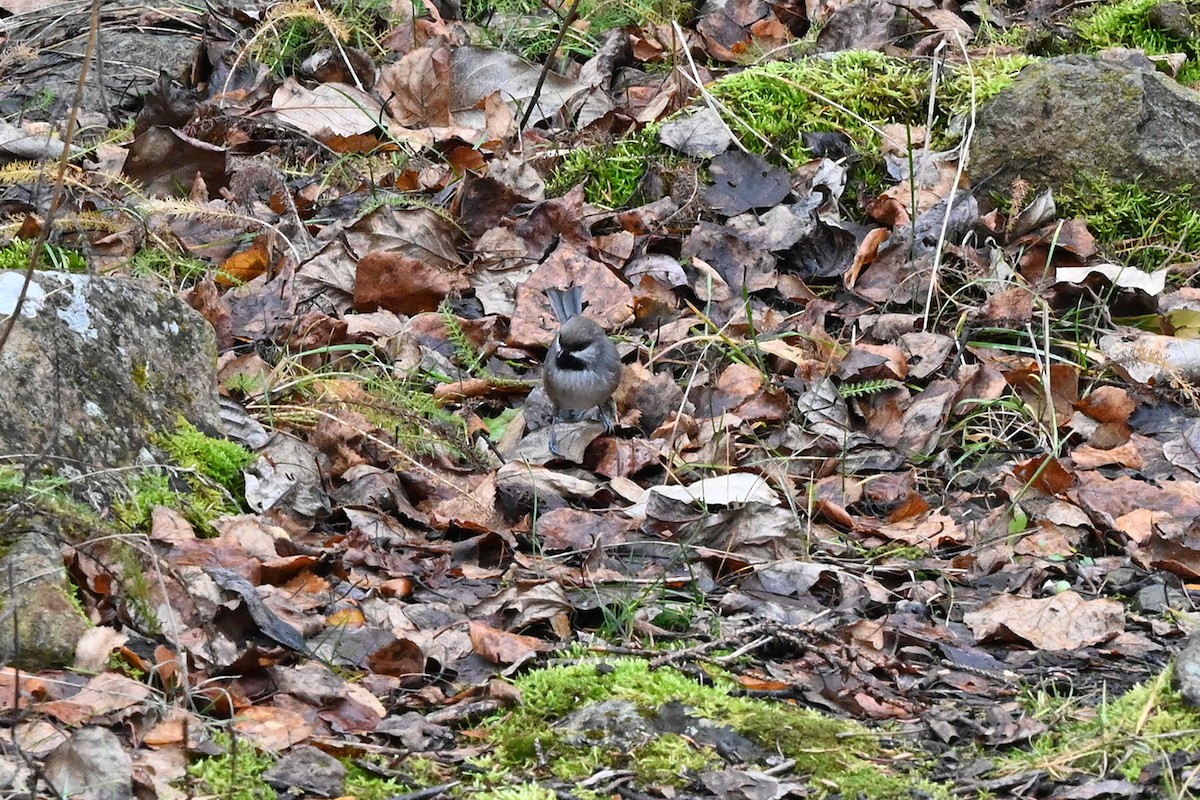 Carbonero Boreal - ML643890689