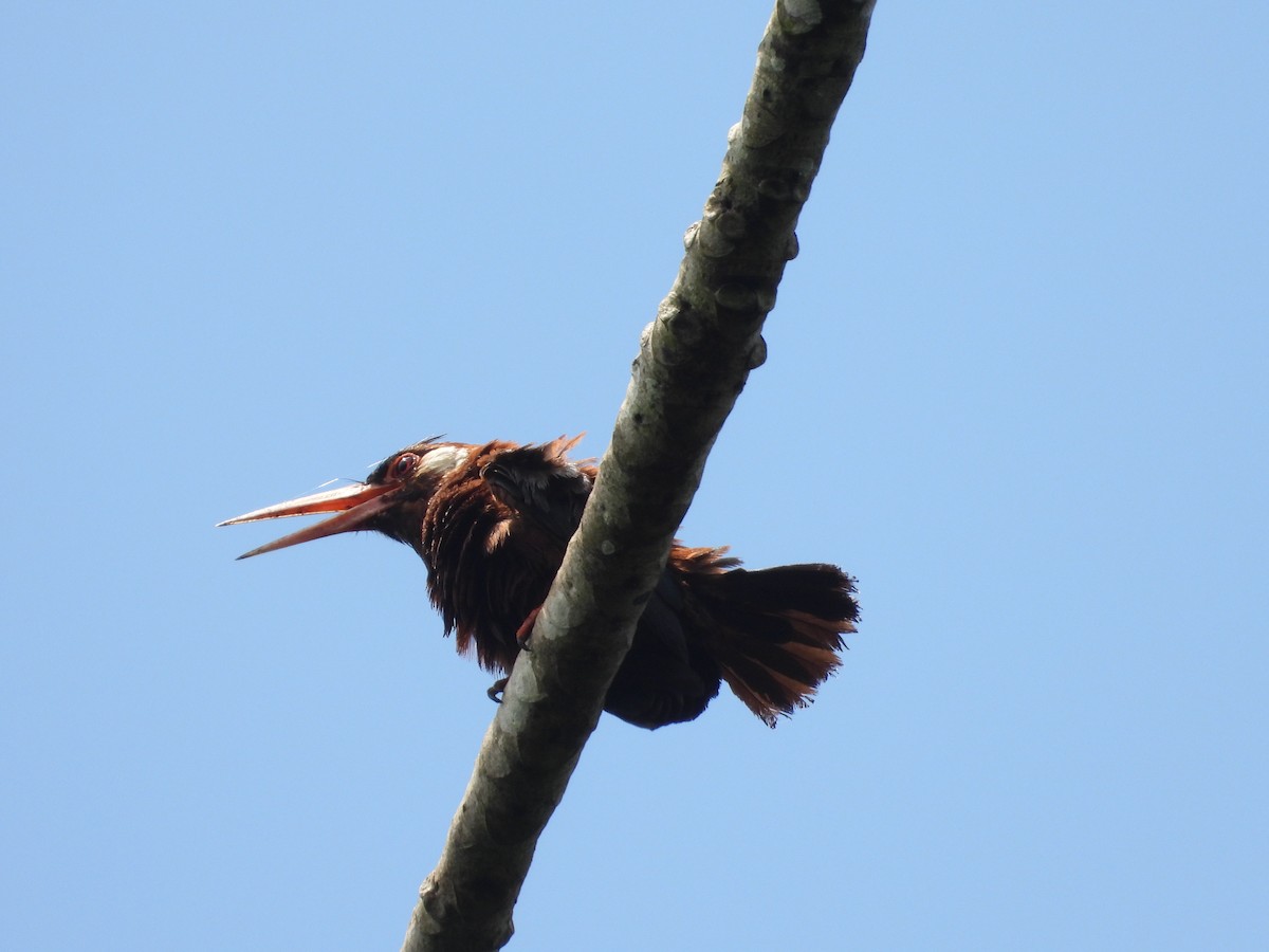 White-eared Jacamar - ML643890691
