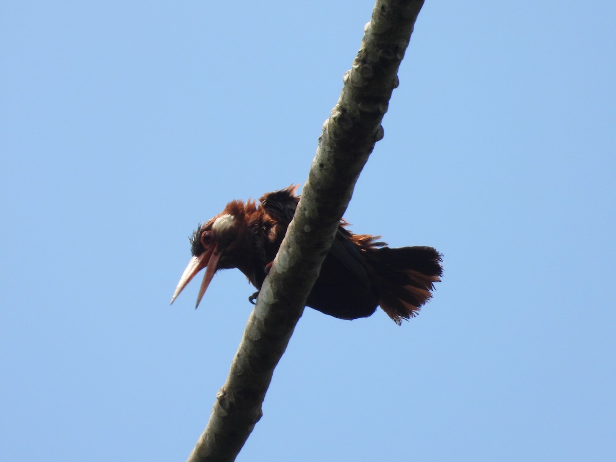White-eared Jacamar - ML643890693