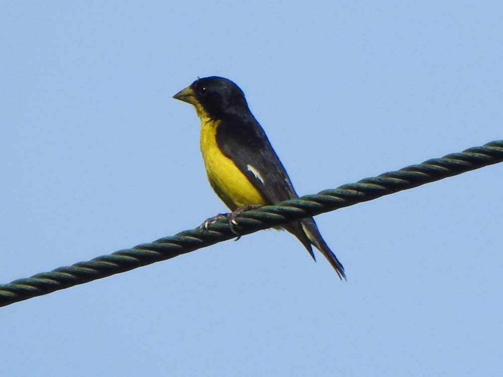 Lesser Goldfinch - ML643890707