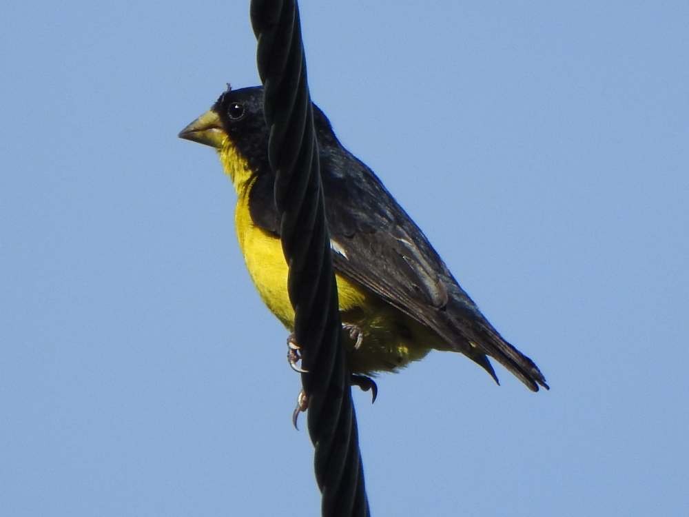 Lesser Goldfinch - ML643890712