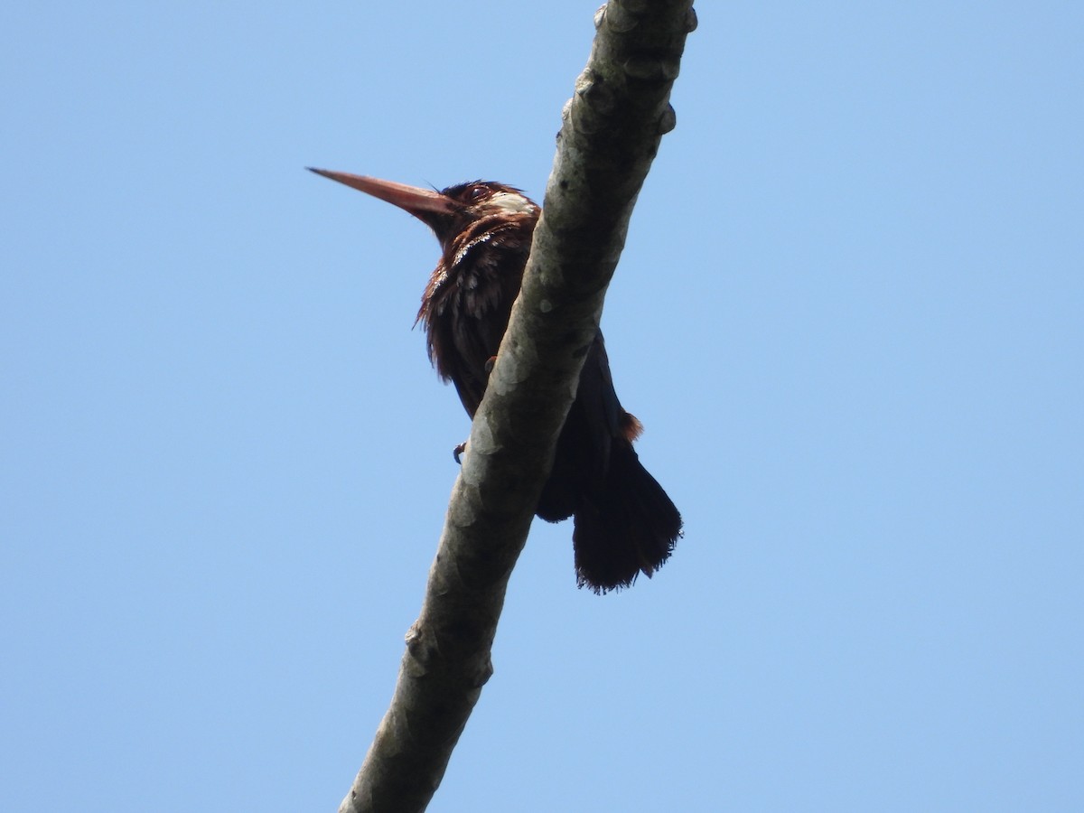 White-eared Jacamar - ML643890713