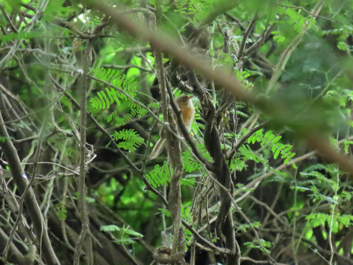 Tawny-bellied Babbler - ML643890718