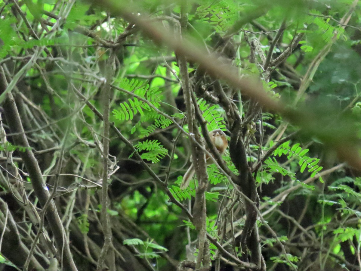 Tawny-bellied Babbler - ML643890719