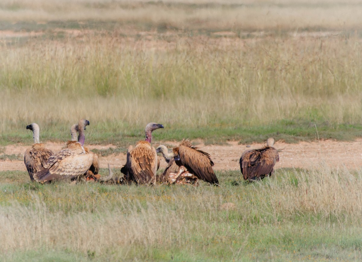 Kapgeier - ML643890733