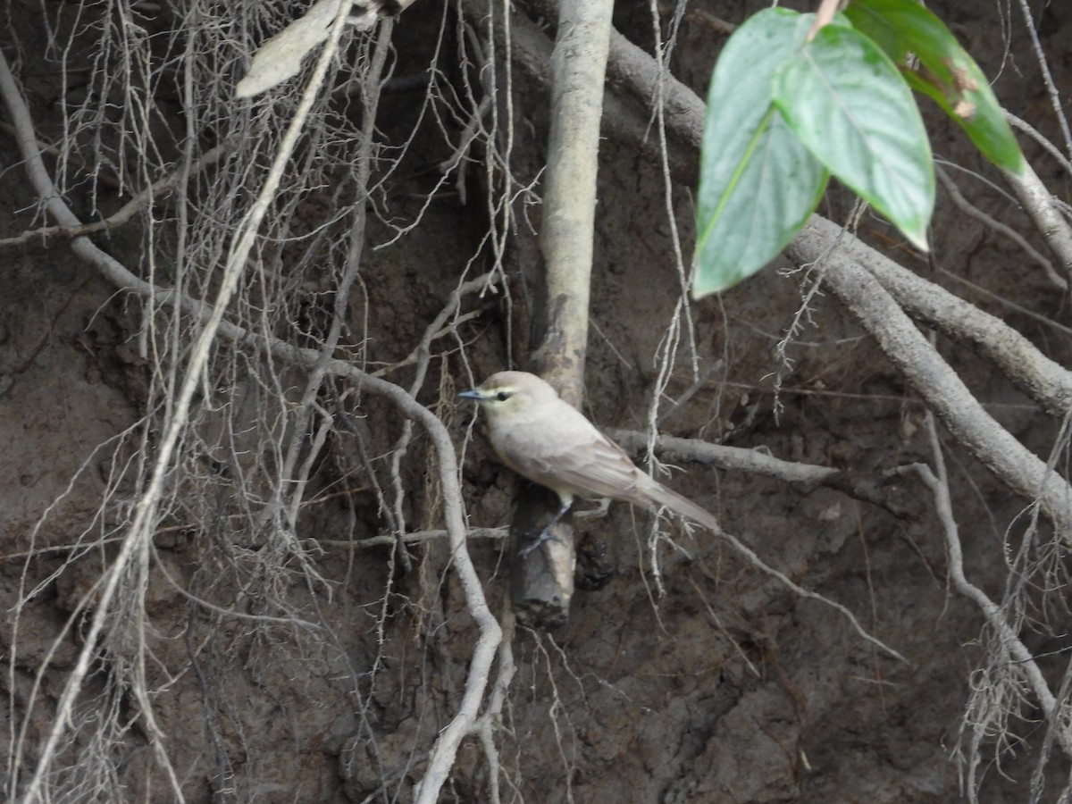 Mosquerito Guardarríos - ML643890738