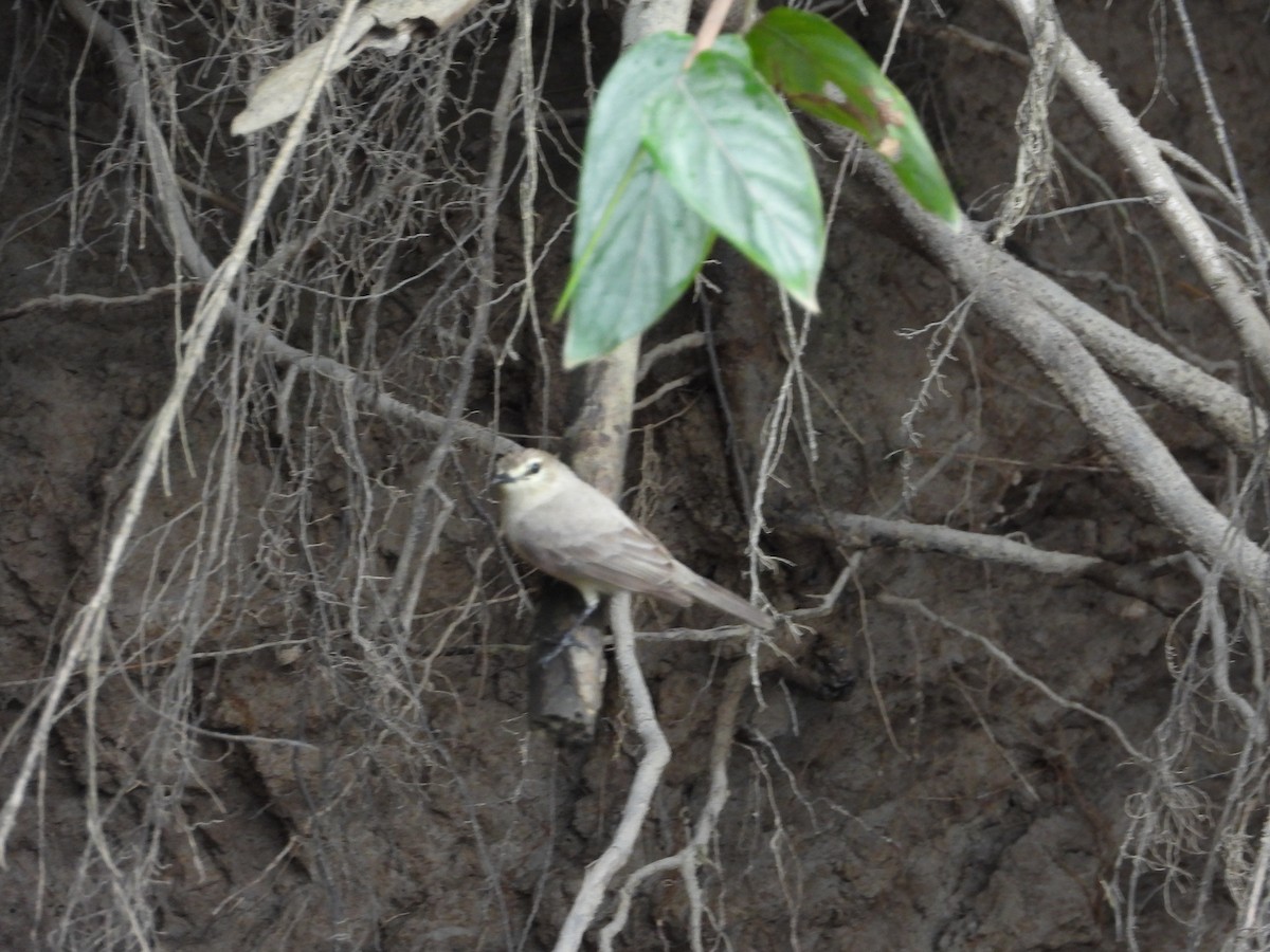 Mosquerito Guardarríos - ML643890743