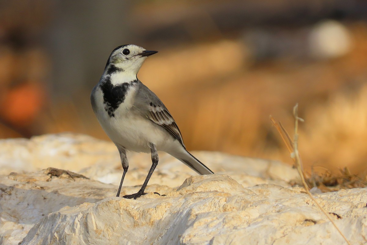 White Wagtail - ML643890752