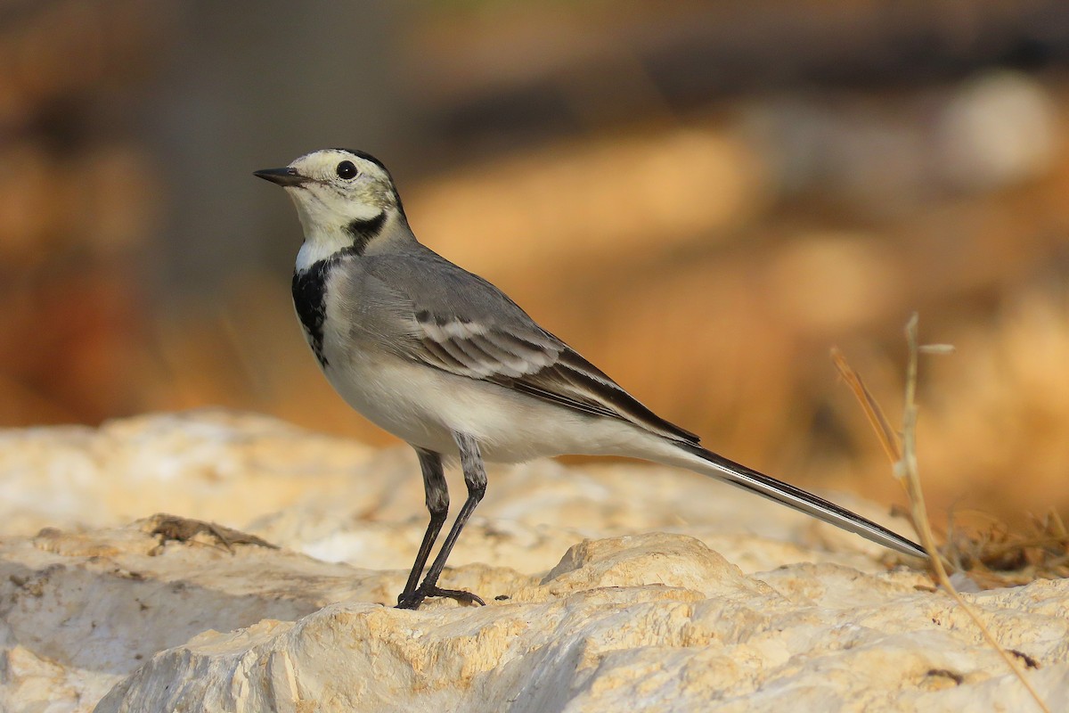 White Wagtail - ML643890753