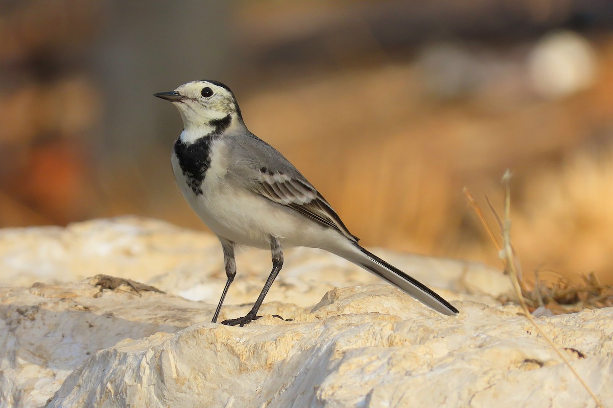 White Wagtail - ML643890754