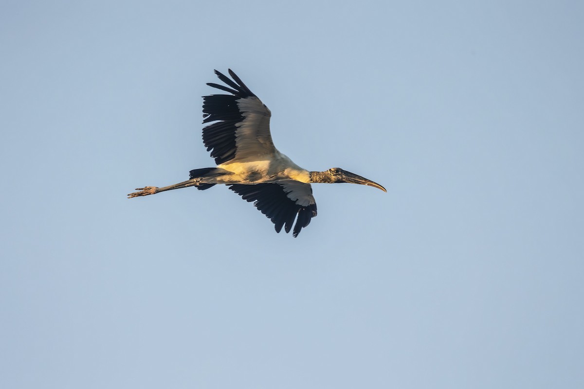 amerikastork - ML643890756
