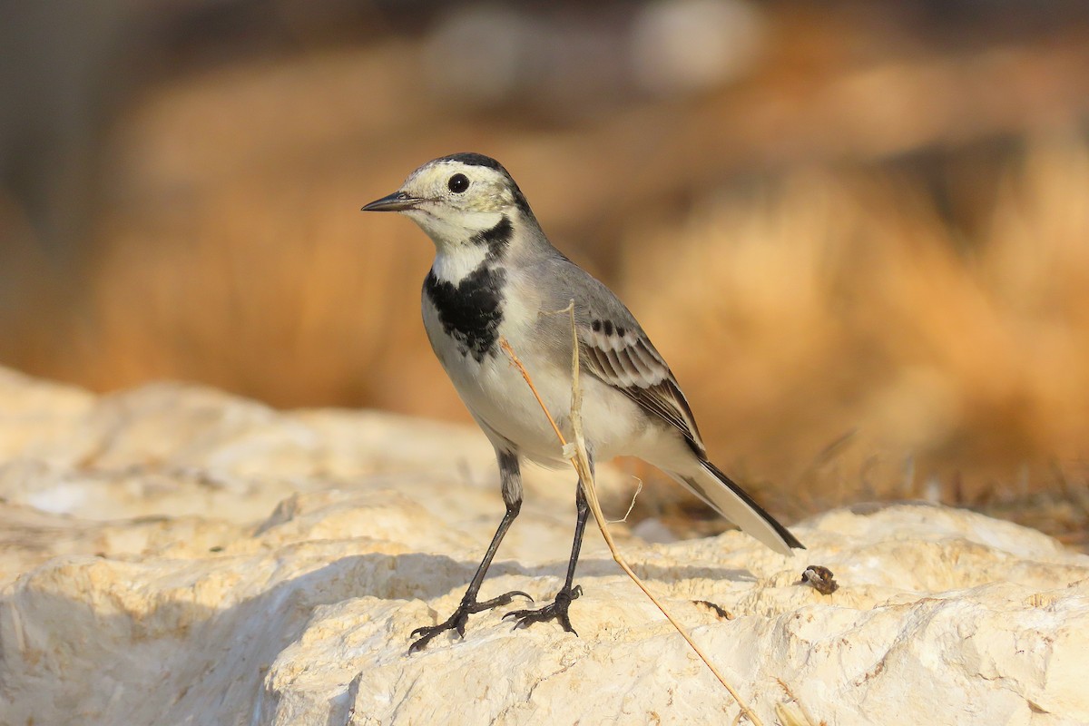 White Wagtail - ML643890760