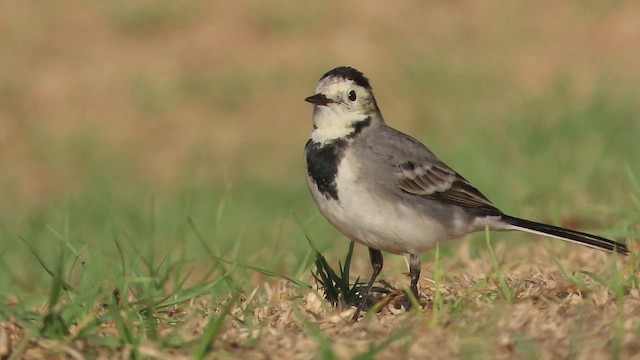 White Wagtail - ML643890762