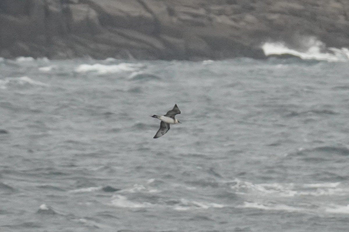 Parasitic Jaeger - ML643890773